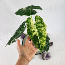 Load image into Gallery viewer, Alocasia Frydek, Exact Plant Variegated Ships Nationwide
