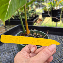Load image into Gallery viewer, Philodendron Gloriosum, Pink Veined Back, Exact Plant
