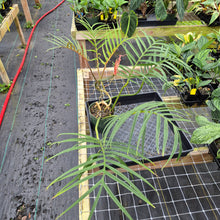 Load image into Gallery viewer, Philodendron Tortum, Exact Plant Ships Nationwide
