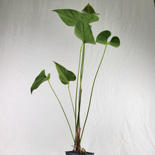 Load image into Gallery viewer, Anthurium Decipiens, Exact Plant Ships Nationwide
