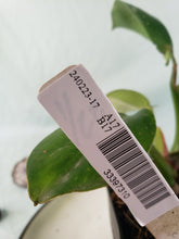 Load image into Gallery viewer, Philodendron White Princess, Exact Plant Variegated
