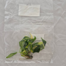 Load image into Gallery viewer, Philodendron Domesticum Variegated tissue culture 2DayAir
