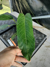 Load image into Gallery viewer, Anthurium Spectabile, Exact Plant Ships Nationwide
