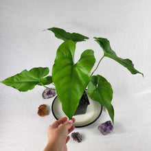 Load image into Gallery viewer, Anthurium Watermaliense, Exact Plant
