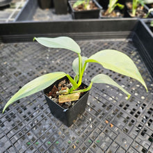 Load image into Gallery viewer, Philodendron Hastatum Silver Sword, Exact Plant Variegated Ships Nationwide
