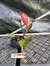 Load image into Gallery viewer, Philodendron Orange Princess, Exact Plant Variegated Ships Nationwide
