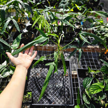 Load image into Gallery viewer, Philodendron Holtonianum, Exact Plant Ships Nationwide
