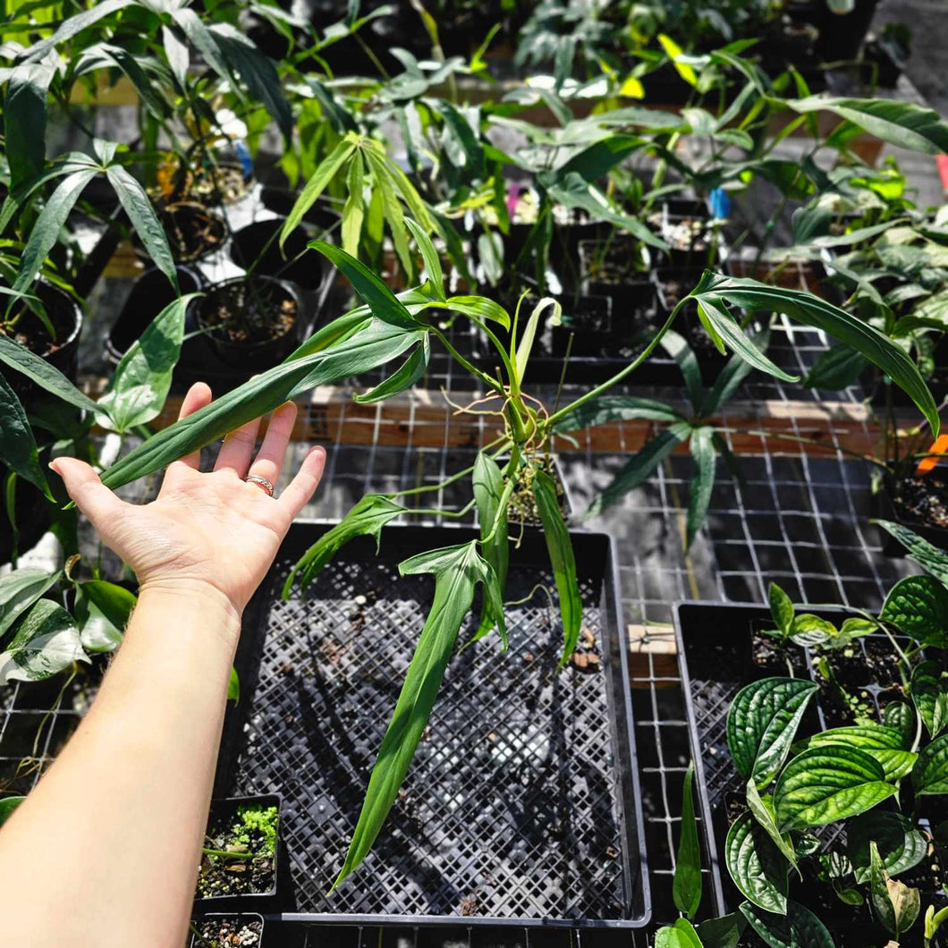 Philodendron Holtonianum, Exact Plant Ships Nationwide