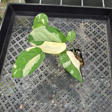 Load image into Gallery viewer, Syngonium Chiapense Variegated exact plant, Fedex 2day*
