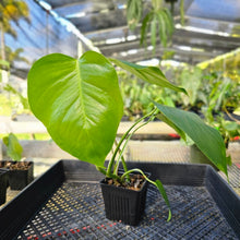 Load image into Gallery viewer, Monstera Sierrana Hawaii Clone, Exact Plant Ships Nationwide
