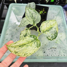 Load image into Gallery viewer, Scindapsus Peasun, Exact Plant Variegated Ships Nationwide
