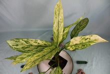 Load image into Gallery viewer, Variegated Aglaonema Silver Queen Ice Queen Exact Plant
