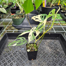 Load image into Gallery viewer, Monstera Adansonii Laniata Albo Variegated exact plant, Fedex 2day*
