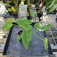 Load image into Gallery viewer, Alocasia Odora, Okinawa Silver, Exact Plant Variegated Ships Nationwide
