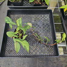 Load image into Gallery viewer, Syngonium Red Spot Tricolor, Exact Plant Variegated Ships Nationwide
