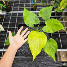 Load image into Gallery viewer, Alocasia Cucullata, Exact Plant Variegated 6&#39;&#39; pot Ships Nationwide
