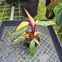 Load image into Gallery viewer, Philodendron Strawberry Shake, Exact Plant Variegated Ships Nationwide
