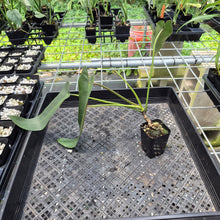 Load image into Gallery viewer, Philodendron Spiritus Sancti exact plant, Fedex 2day*
