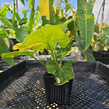 Load image into Gallery viewer, Syngonium Mango Allusion, Orm Thong, Exact Plant Variegated Ships Nationwide

