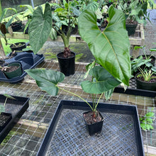 Load image into Gallery viewer, Anthurium Decipiens, Exact Plant
