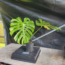 Load image into Gallery viewer, Monstera Thai Constellation, Exact Plant Variegated Ships Nationwide
