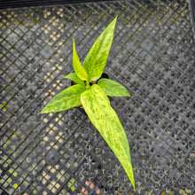 Load image into Gallery viewer, Anthurium Vittarifolium , Exact Plant Variegated Ships Nationwide

