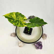 Load image into Gallery viewer, Alocasia Gageana Aurea, Exact Plant Variegated

