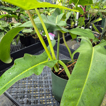 Load image into Gallery viewer, Philodendron Jerry Horne, Exact Plant Ships Nationwide
