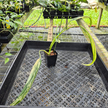 Load image into Gallery viewer, Philodendron Holtonianum Variegated 2.5" pot, Fedex 2day*
