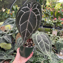 Load image into Gallery viewer, Anthurium Red Crystallinum Doc Block 6" pot, Fedex 2day
