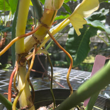Load image into Gallery viewer, Philodendron Golden Dragon, Exact Plant Variegated
