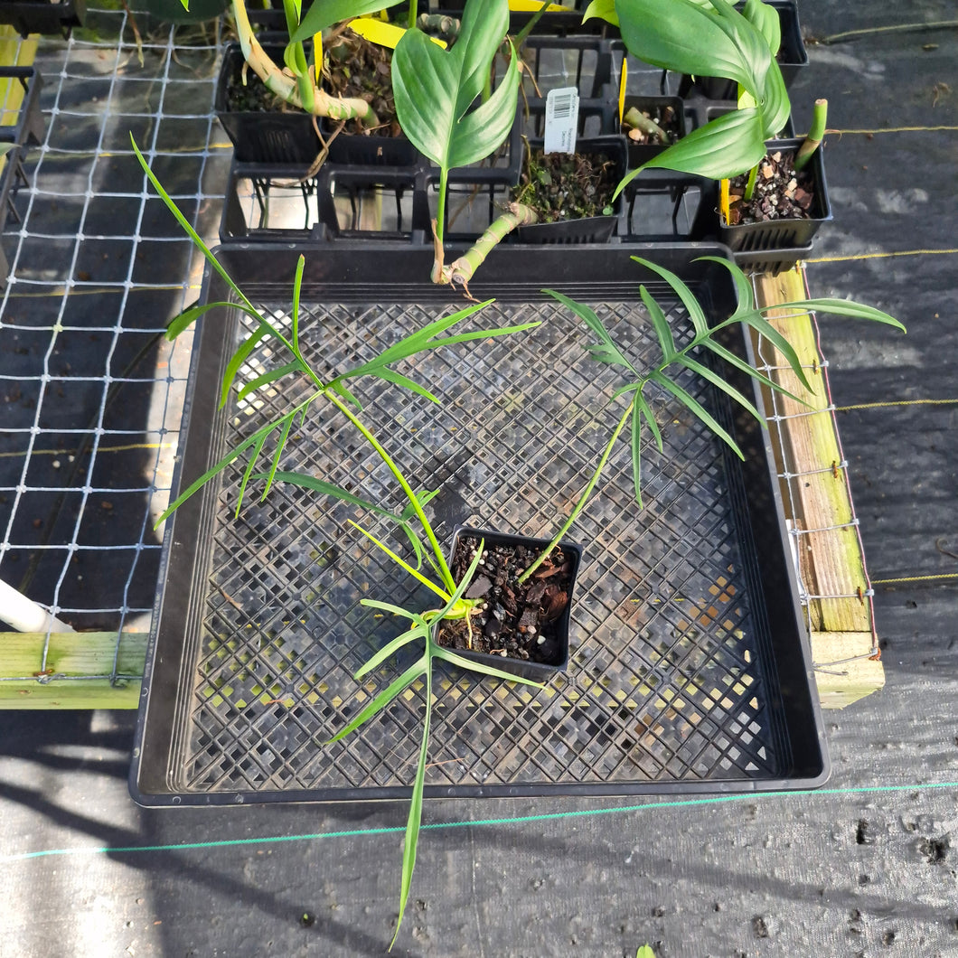 Philodendron Polypodoides, Exact Plant Ships Nationwide