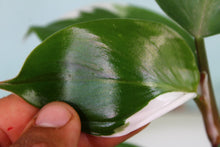 Load image into Gallery viewer, Variegated Philodendron White Knight Exact Plant Ships nationwide
