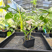 Load image into Gallery viewer, Philodendron Joepii, Exact Plant Ships Nationwide

