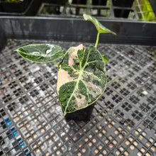 Load image into Gallery viewer, Alocasia Black Velvet Pink variegated 2.5" pot, Fedex 2day*
