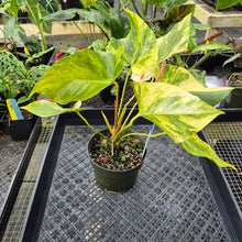 Load image into Gallery viewer, Anthurium Andraeanum White Heart, Exact Plant Variegated Ships Nationwide
