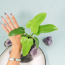 Load image into Gallery viewer, Philodendron Bipennifolium Golden Violin 4&quot; pot, Fedex 2 day*
