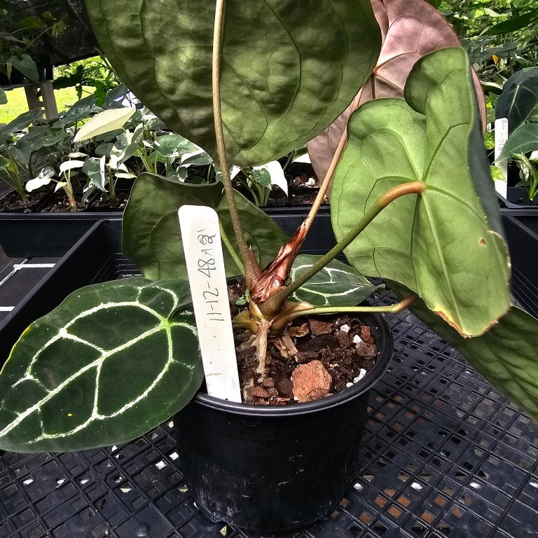 Anthurium Besseae AFF x Forgettii White Stripe, Exact Plant