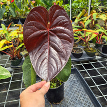 Load image into Gallery viewer, Anthurium Moodeanum x Andraeanum, Exact Plant, Ships Nationwide
