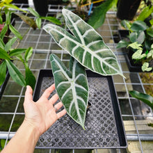 Load image into Gallery viewer, Alocasia Longiloba Lowii, Exact Plant medium
