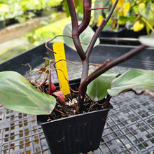 Load image into Gallery viewer, Philodendron Royal Queen, Exact Plant Ships Nationwide
