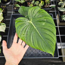 Load image into Gallery viewer, Philodendron Pastazanum, Exact Plant Ships Nationwide
