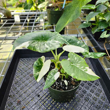 Load image into Gallery viewer, Alocasia Odora, Okinawa Silver, Exact Plant Variegated Multi pot of 3+
