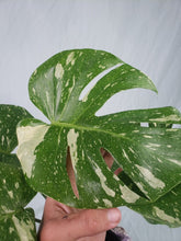 Load image into Gallery viewer, Thai Constellation, Exact Plant, variegated Monstera
