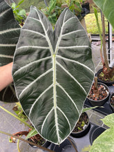 Load image into Gallery viewer, Alocasia Longiloba Grandis x Sanderiana 'Mark Campbell' 2.5" pot, Fedex 2day*
