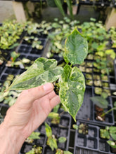 Load image into Gallery viewer, Alocasia Dragon Scale Albo Galaxy variegated 2.5" pot, Fedex 2day*
