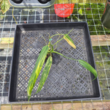 Load image into Gallery viewer, Philodendron Holtonianum Variegated, Exact Plant Ships Nationwide
