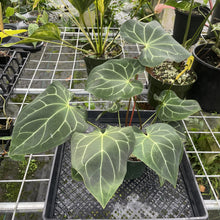 Load image into Gallery viewer, Anthurium Besseae Aff exact plant, Fedex 2day*
