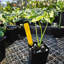 Load image into Gallery viewer, Alocasia Frydek, Exact Plant Variegated
