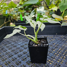 Load image into Gallery viewer, Alocasia Odora, Okinawa Silver, Exact Plant Variegated
